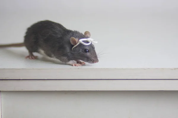 Rat with reading glasses. rat bureaucrat. brilliant pets. smart rat — Stockfoto