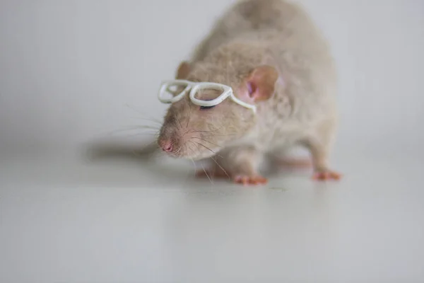 Rat with reading glasses. rat bureaucrat. brilliant pets. smart rat — 图库照片