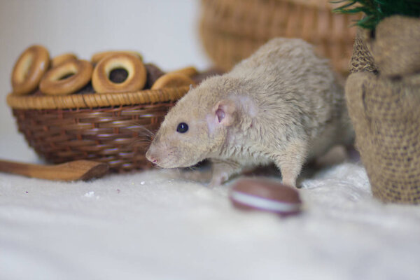 The rat eats food. Drying flour and