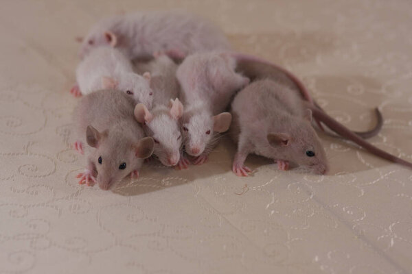 The rat eats food. Drying flour and