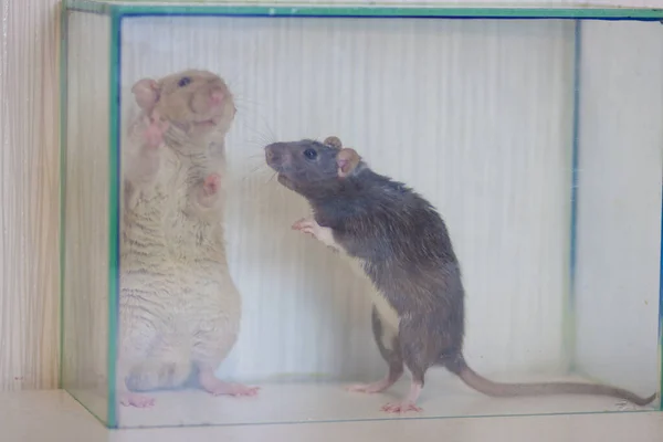 Família de ratos. Uns ratos juntos. — Fotografia de Stock