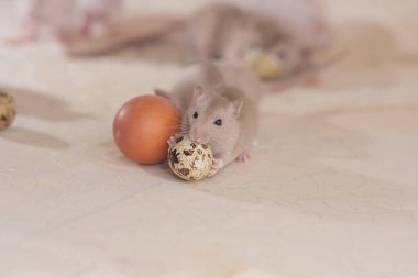 Rat children on the table. Unsanitary conditions. Children among