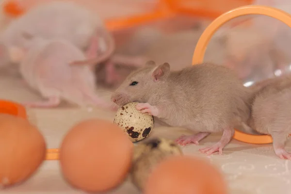 Rat children on the table. Unsanitary conditions. Children among — ストック写真