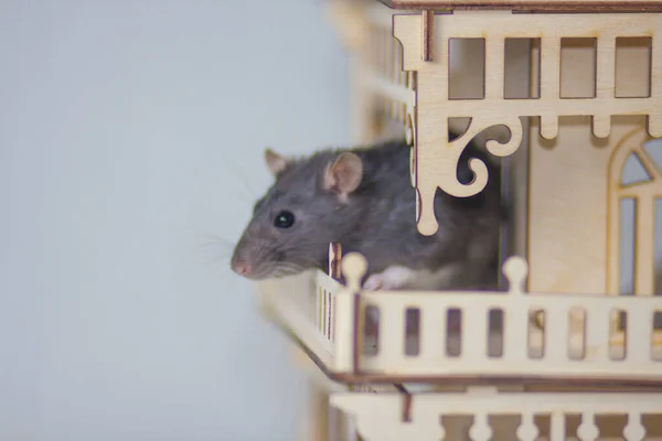 The gray rat runs around the house. Rodent and pest. Gray — Stockfoto