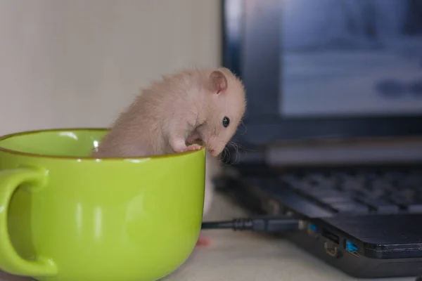 Little rat in a mug of liproducts — ストック写真
