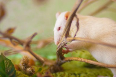 Beautiful white rat among the branches of a tree
