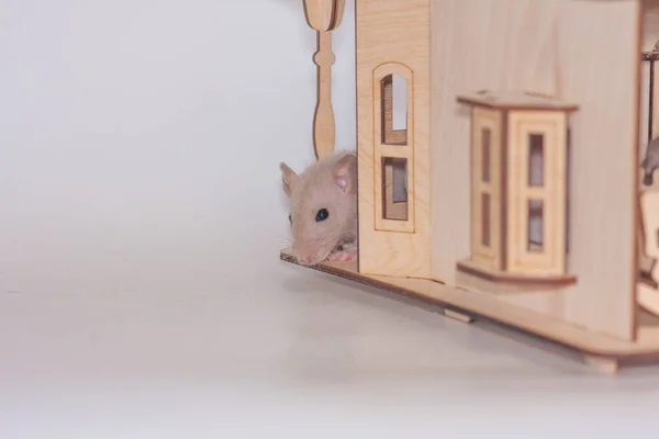 Biały szczur z drewnianym domem. Dom i komfort — Zdjęcie stockowe