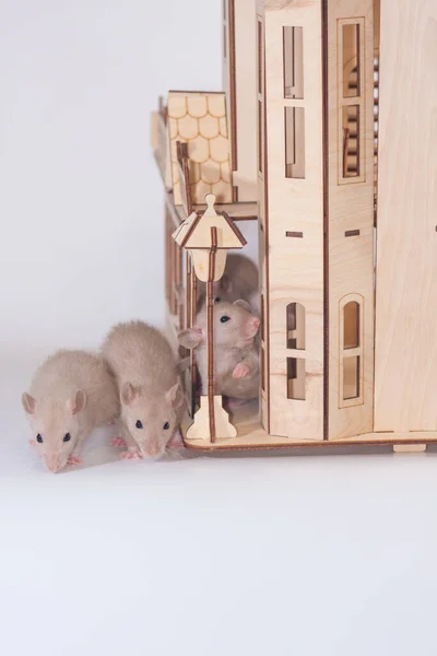 Vit råtta med trähus. Hem och komfort — Stockfoto