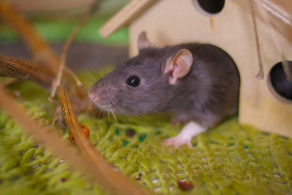 Gray rat on a green background. Summer — Stock Photo, Image