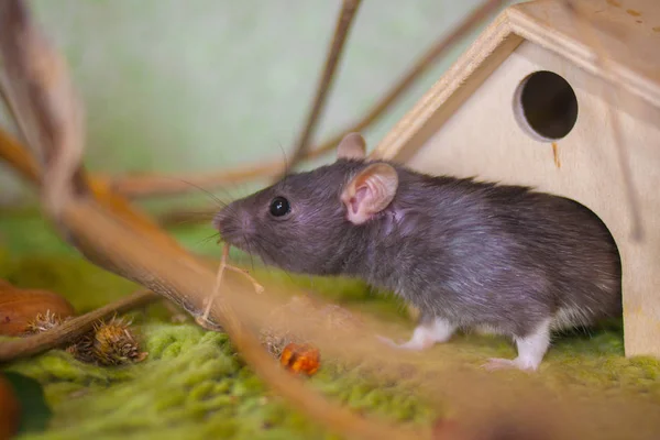 Grigio ratto su uno sfondo verde. Tra fogliame — Foto Stock