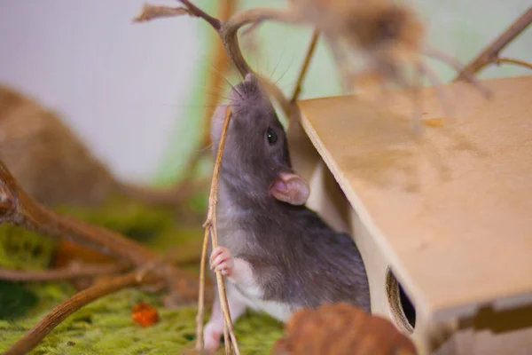 Rato cinza em um fundo verde. Em meio à folhagem — Fotografia de Stock