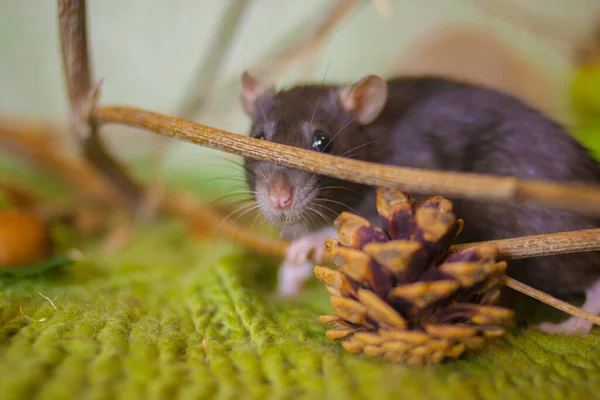 Grå råtta på en grön bakgrund. Mitt i lövverket — Stockfoto