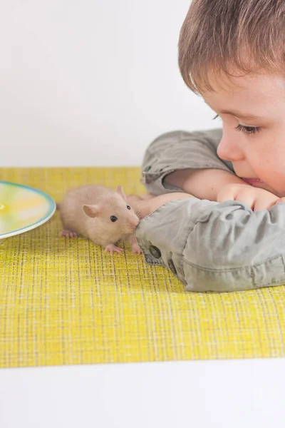 Uma criança com um rato na mesa. Pequeno rato escondido nas mãos de — Fotografia de Stock