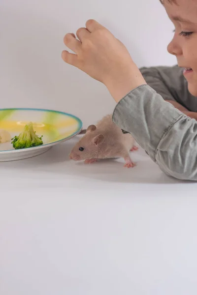 Nutrition des enfants. Un garçon et deux rats dans une assiette. menu inhabituel — Photo