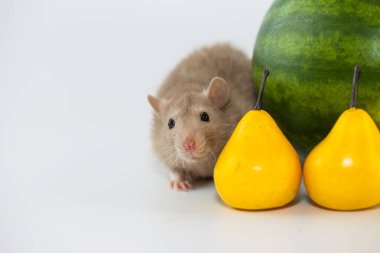 Stocks of fruit and a rat on a watermelon