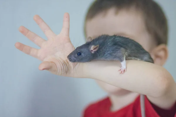 Detener la infección. Un niño y una rata peligrosa. Distribución y —  Fotos de Stock