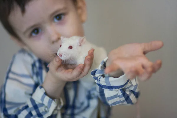 Animaux, un enfant et son rat apprivoisé — Photo