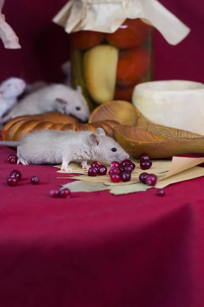 Little rat on a red table with tasty food. pickles and sweet bread — Stock Fotó
