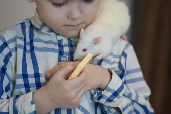 Cuidando a nuestros hermanos menores. un niño alimenta a una rata un grande y —  Fotos de Stock