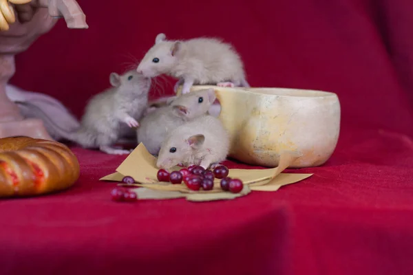 Little rat on a red table with tasty food. pickles and sweet bread — Zdjęcie stockowe