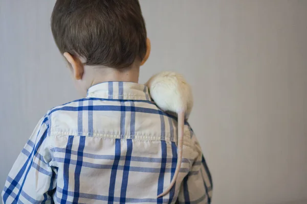 Friendship concept. white rat and a baby in a — Stok fotoğraf