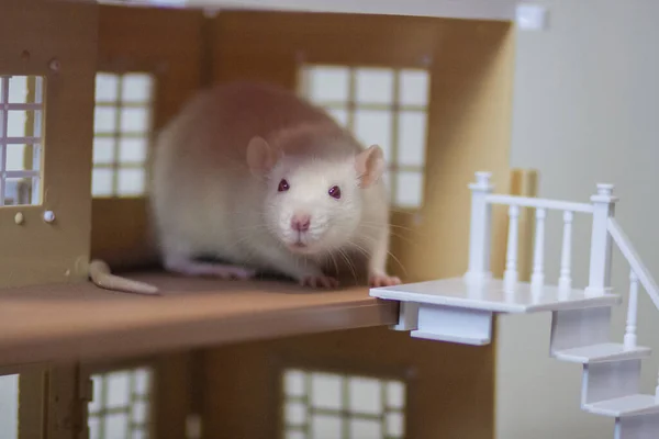 Rat in the house. Home for the pet. Mortgage concept. Doll — 스톡 사진