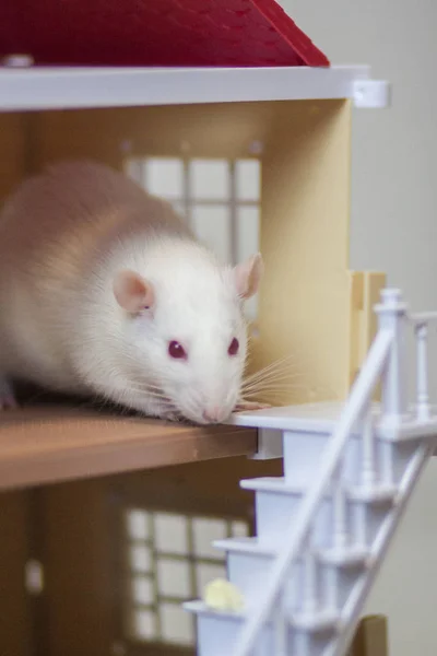 Rat in the house. Home for the pet. Mortgage concept. Doll — Stock Photo, Image