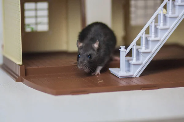 Rat dans la maison. La maison pour l'animal. Concept d'hypothèque. Poupée — Photo