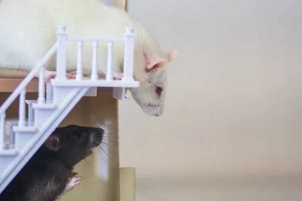 Rata en la casa. Hogar para la mascota. Concepto hipotecario. Muñeca — Foto de Stock