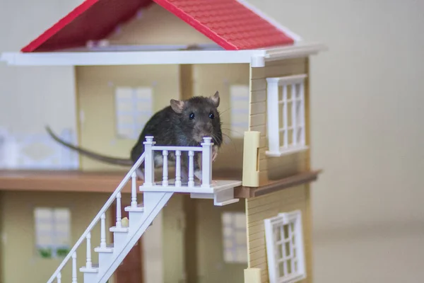 Rat noir sur le toit d'une maison jaune . — Photo