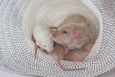 Hasır şapkalı fareler. Şirin fare yuvası