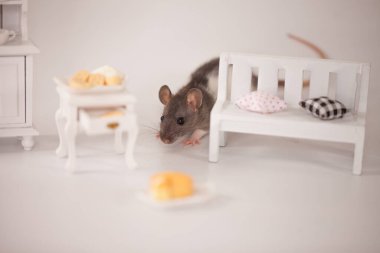 Beyaz arka planda, bebek tezgahının altında ağız sulandıran peynirli şirin fareler.