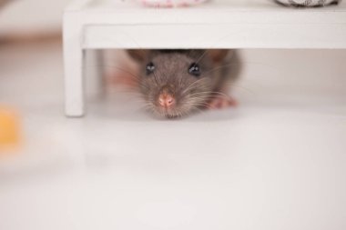 Beyaz arka planda, bebek tezgahının altında ağız sulandıran peynirli şirin fareler.