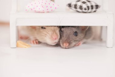 Beyaz arka planda, bebek tezgahının altında ağız sulandıran peynirli şirin fareler.