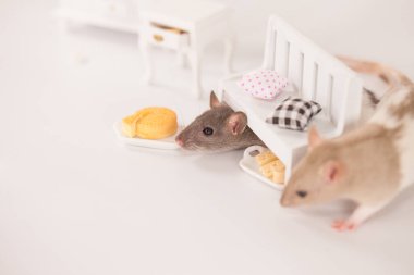 Beyaz arka planda, bebek tezgahının altında ağız sulandıran peynirli şirin fareler.