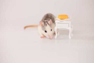 Beyaz arka planda, bebek tezgahının altında ağız sulandıran peynirli şirin fareler.