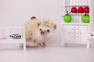 African pygmy hedgehog on a white plate with fruits and vegetables. doll furniture clipart