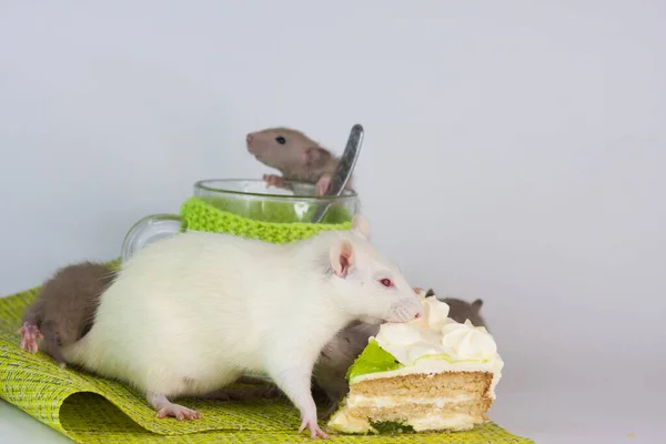 Rats Sur Une Table Avec Une Tasse Transparente Vêtements Clairs — Photo