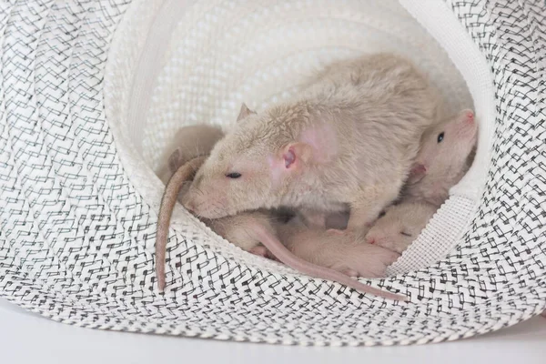 Ratten Met Een Strohoed Bij Elkaar Nest Van Schattige Muizen — Stockfoto