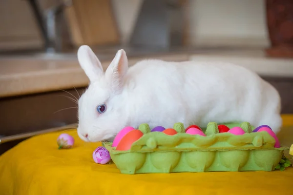 Lapin Pâques Lapin Aux Yeux Bleus Blanc Des Neiges — Photo