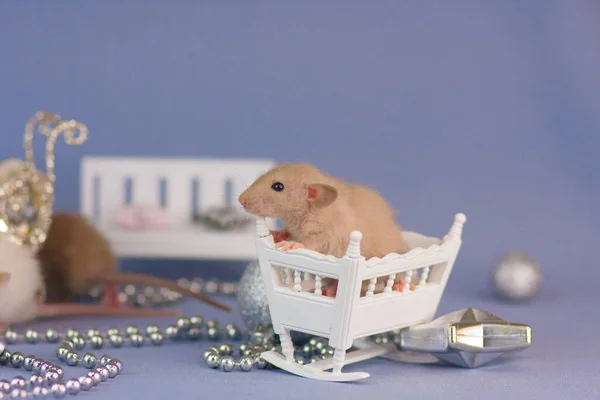 Ratte Mit Silbernem Spielzeug Auf Blauem Hintergrund Mit Einer Hölzernen — Stockfoto