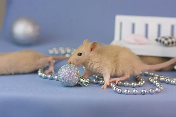 Rat Avec Jouets Argentés Sur Fond Bleu Avec Berceau Bois — Photo