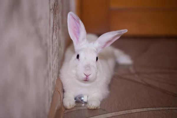 白雪公主的复活节兔子令人难以置信的耳朵兔 — 图库照片
