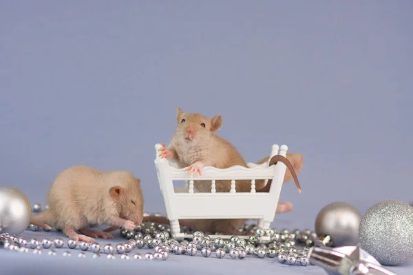 Rat Avec Jouets Argentés Sur Fond Bleu Avec Berceau Bois — Photo