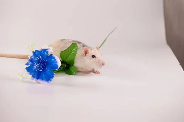 Blaue Blume Und Weiße Ratte Laborversuche — Stockfoto