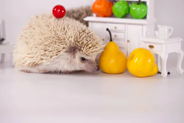 Afrikansk Igelkott Vit Tallrik Med Frukt Och Grönsaker Dockmöbler — Stockfoto