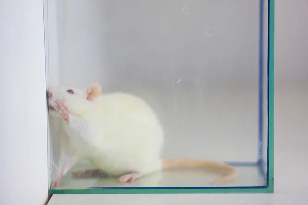 White experimental rat under glass. Laboratory rat