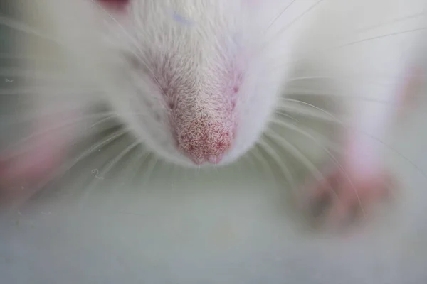 Nose White Laboratory Rat Pose Nez — Photo