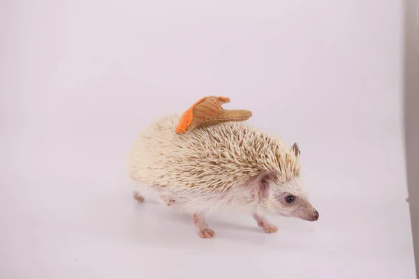 Hedgehog Com Cogumelo Agulhas Fundo Branco — Fotografia de Stock