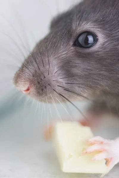 Rato Está Comendo Queijo Saboroso Close Retrato — Fotografia de Stock